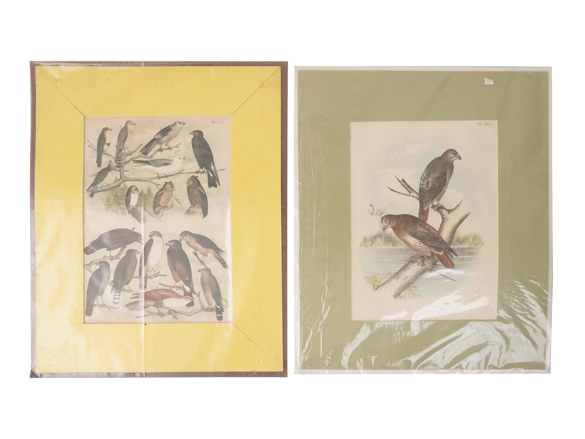 VINTAGE LITHOGRAPH BIRD ILLUSTRATIONS PIC-1